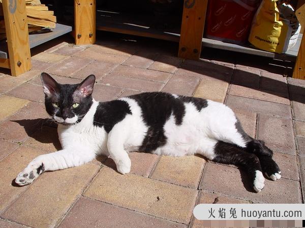 加州闪亮猫是豹猫吗(加州闪亮猫是哪里的猫)