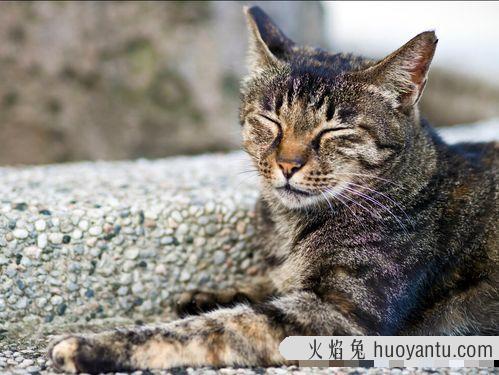 矮脚猫寿命一般多少年(矮脚猫的寿命有多长)