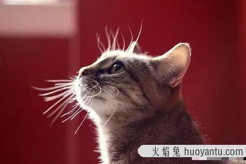 猫的反应速度有多快(猫的反应速度多少毫秒)