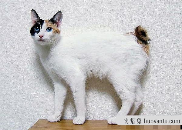 加州闪亮猫是豹猫吗(加州闪亮猫是哪里的猫)