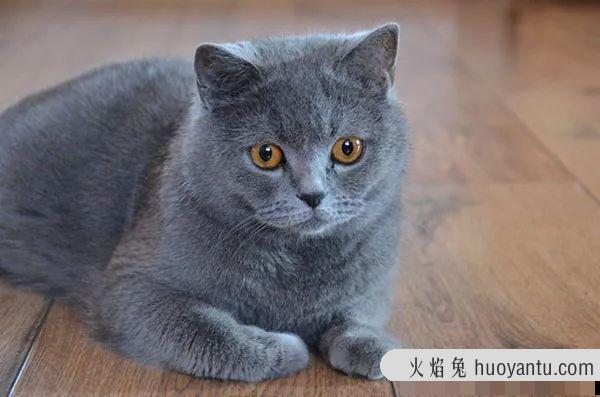 矮脚猫寿命一般多少年(矮脚猫的寿命有多长)