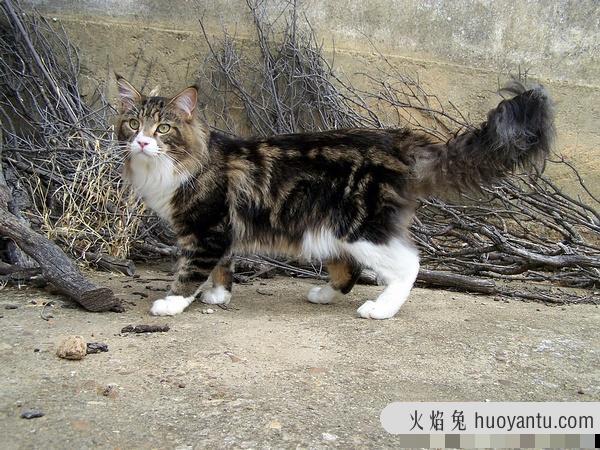 加州闪亮猫是豹猫吗(加州闪亮猫是哪里的猫)