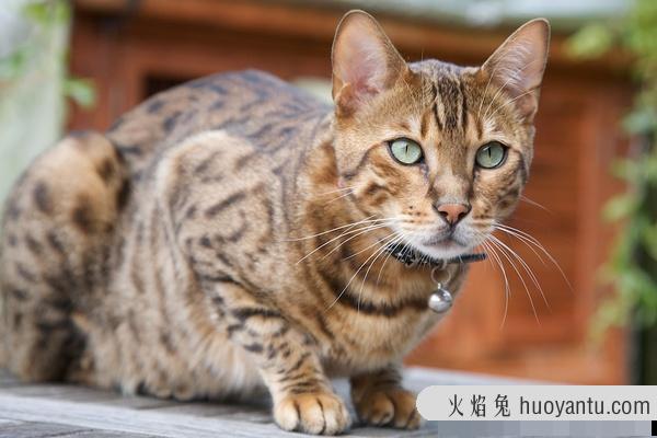 加州闪亮猫是豹猫吗(加州闪亮猫是哪里的猫)