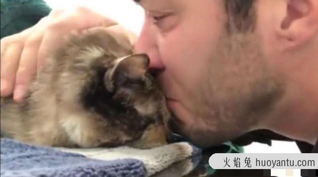 纯种猫有哪些品种(纯种猫和非纯种猫区别)