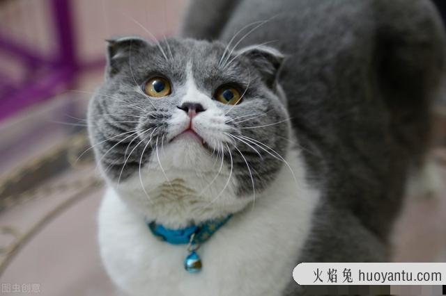 猫咪发腮吃什么最好(猫咪发腮吃啥好)