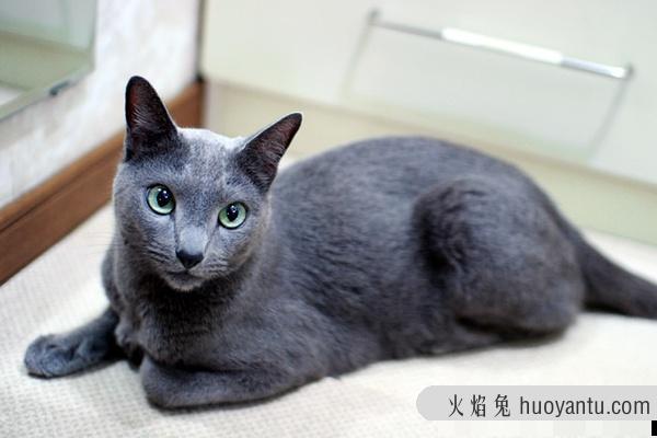 加州闪亮猫是豹猫吗(加州闪亮猫是哪里的猫)