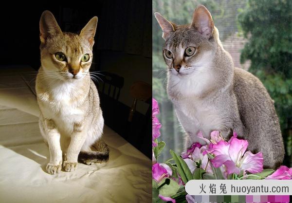 加州闪亮猫是豹猫吗(加州闪亮猫是哪里的猫)