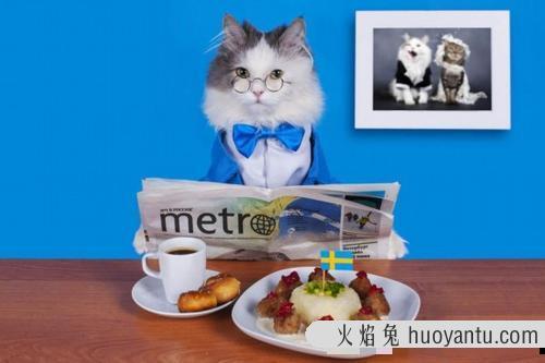 自制猫饭能代替猫粮吗(自制猫饭能代替猫粮吗百度)