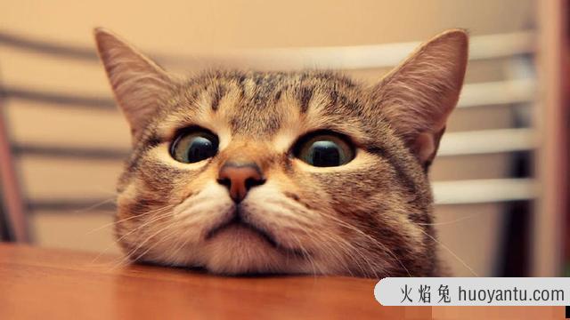 猫咪洗澡后可以驱虫吗(猫咪洗澡后能不能驱虫)