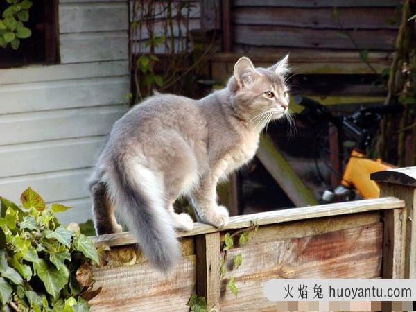 加州闪亮猫是豹猫吗(加州闪亮猫是哪里的猫)