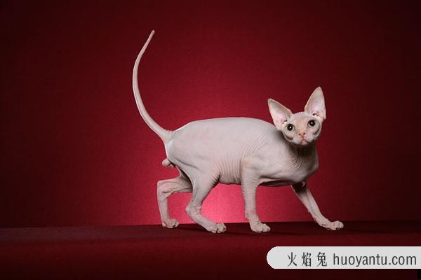 加州闪亮猫是豹猫吗(加州闪亮猫是哪里的猫)