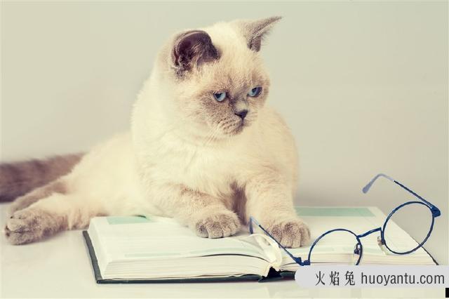 猫咪洗澡后可以驱虫吗(猫咪洗澡后能不能驱虫)