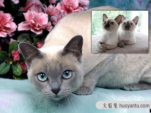 加州闪亮猫是豹猫吗(加州闪亮猫是哪里的猫)