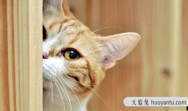 猫咪洗澡后可以驱虫吗(猫咪洗澡后能不能驱虫)