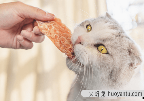 猫咪驱虫药什么牌子的好(猫咪驱虫药什么牌子最好)