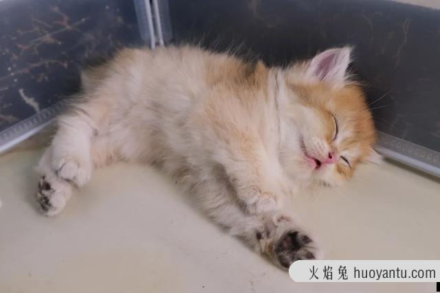 猫蛋蛋变黑什么原因(猫咪蛋蛋发黑)