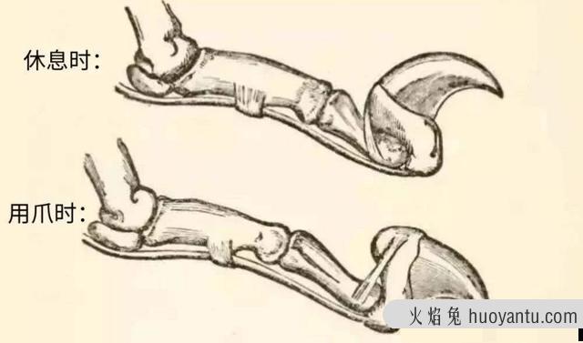 猫指甲套有用吗(猫戴指甲套好吗)