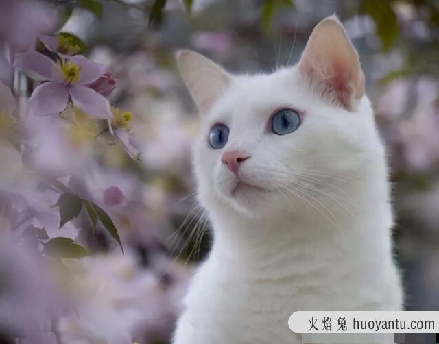 猫咪各年龄段牙齿图(猫咪各个年龄段牙齿照片)