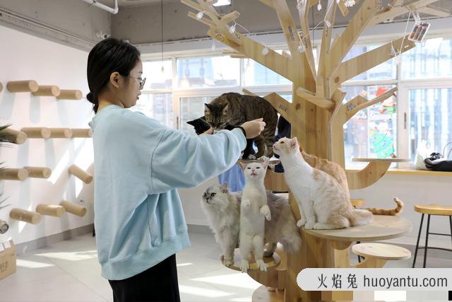 猫咖店是做什么的(猫咖店是干嘛的)