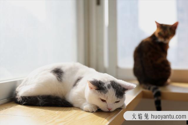 猫咖店是做什么的(猫咖店是干嘛的)