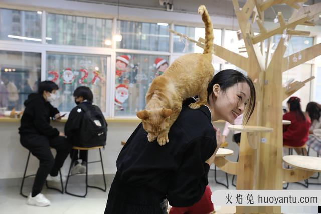 猫咖店是做什么的(猫咖店是干嘛的)