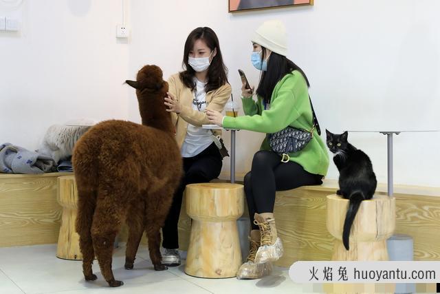 猫咖店是做什么的(猫咖店是干嘛的)