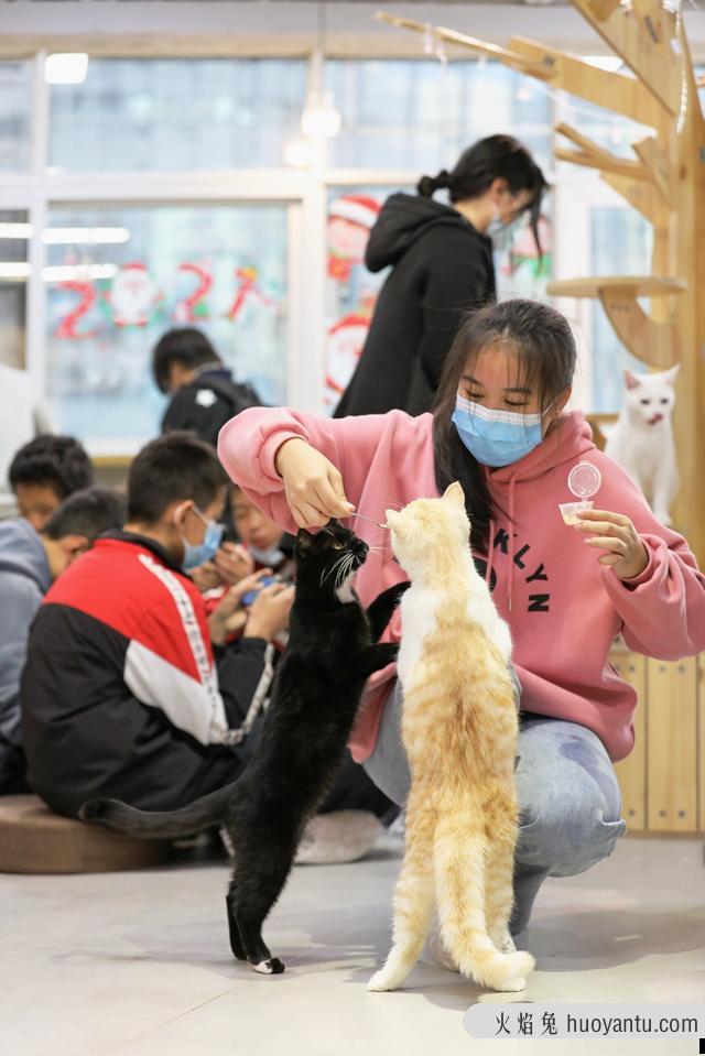 猫咖店是做什么的(猫咖店是干嘛的)