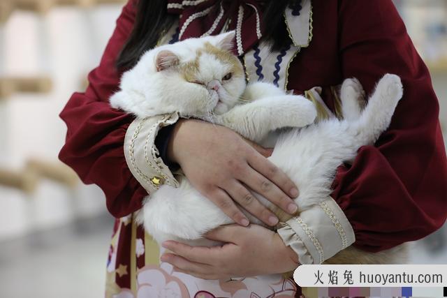 猫咖店是做什么的(猫咖店是干嘛的)