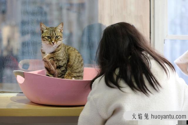 猫咖店是做什么的(猫咖店是干嘛的)