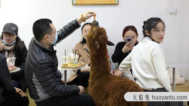 猫咖店是做什么的(猫咖店是干嘛的)