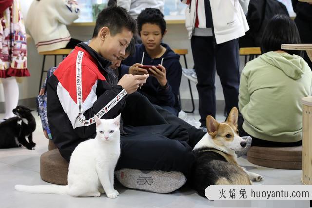 猫咖店是做什么的(猫咖店是干嘛的)