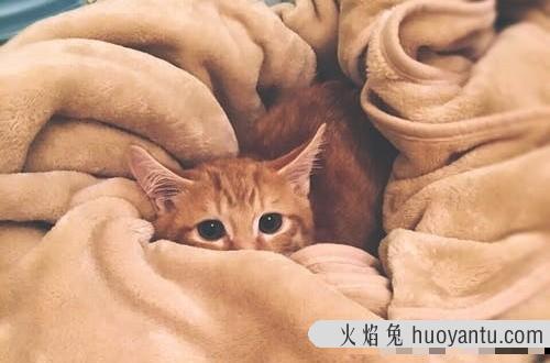 黄色的猫都是橘猫吗(黄色的猫就是橘猫吗)