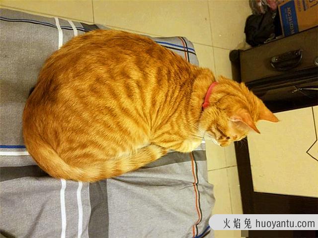 黄色的猫都是橘猫吗(黄色的猫就是橘猫吗)