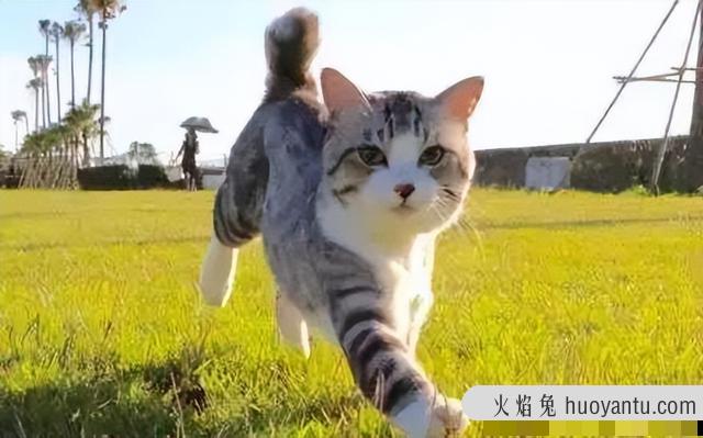 猫摇尾巴是生气还是高兴(猫摇尾巴是开心还是生气)