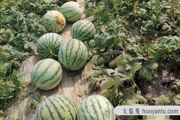 8424西瓜什么时候种植最好