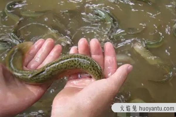 泥鳅最爱吃的10种食物