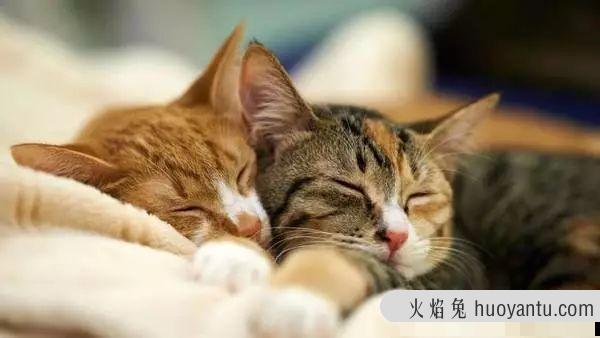 猫咪叫声沙哑而且很小怎么回事(猫咪叫声沙哑而且很小怎么办)