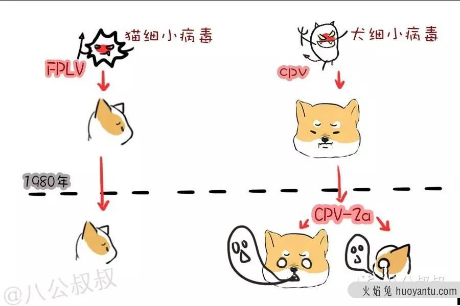 猫得了猫瘟会传染给狗吗(猫得猫瘟会不会传染给狗)