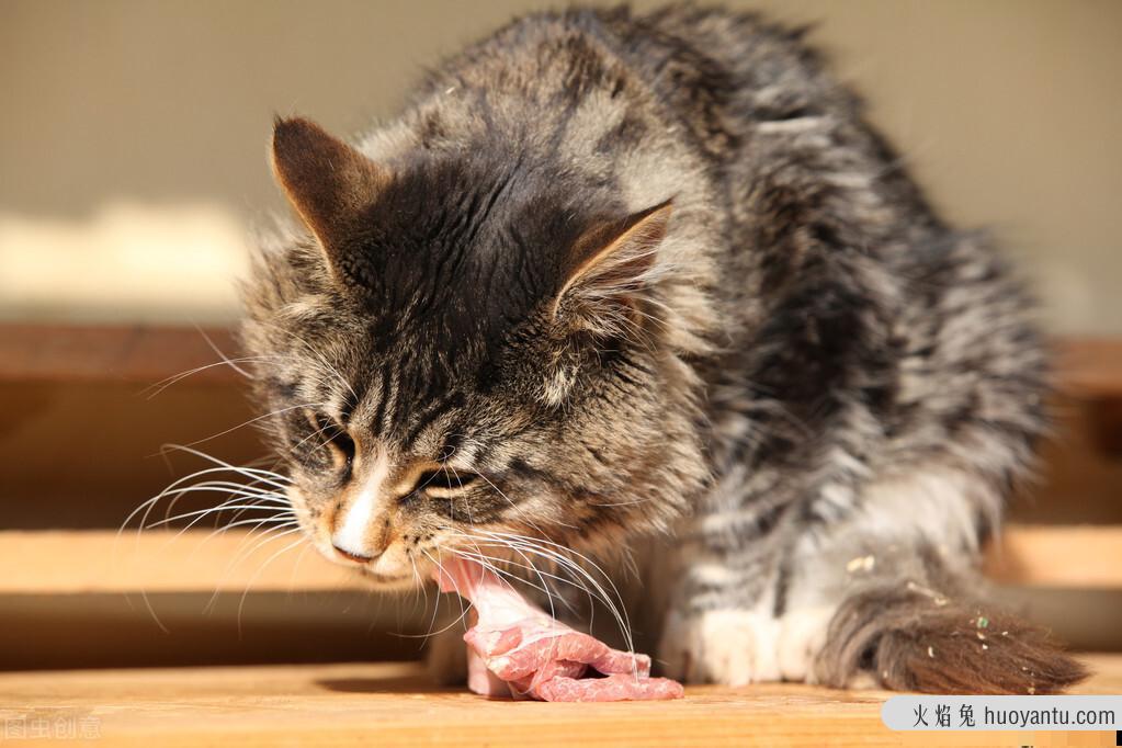 猫胰腺炎怎么治疗(猫胰腺炎可以治愈吗)