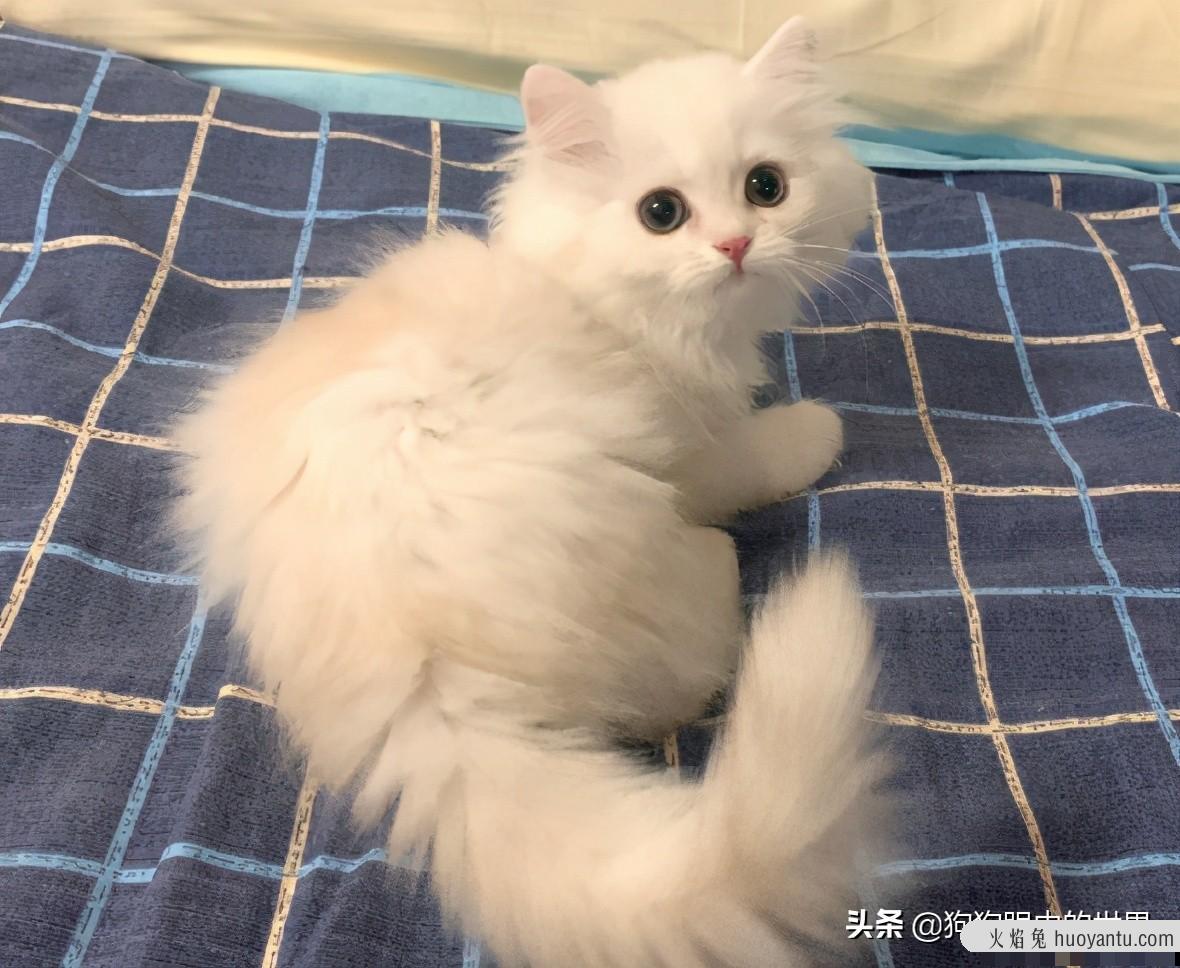 米努特猫是什么品种(米努特猫百科)