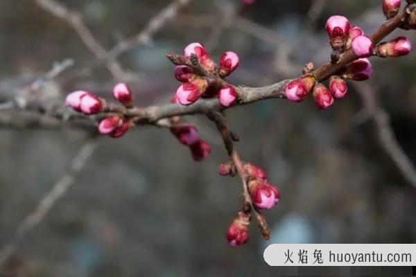 红杏和杏花的区别