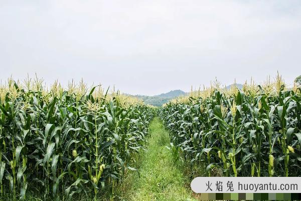 登海605玉米需要控旺吗