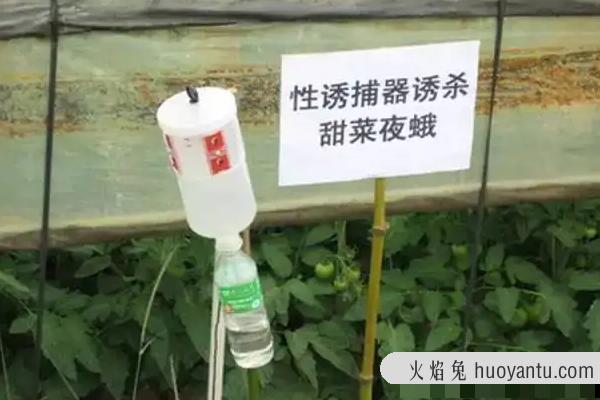 为什么性引诱剂是生物防治