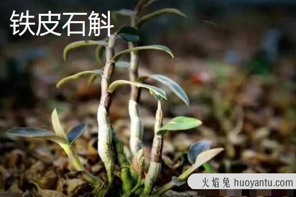 铁皮石斛和霍山石斛有什么区别