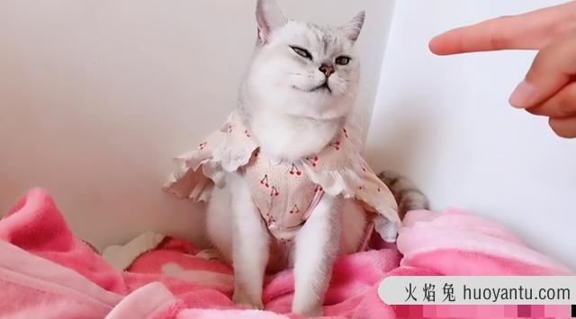 银渐层猫会抓老鼠吗(银渐层捉老鼠吗)