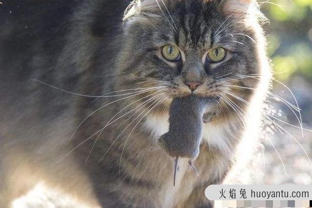 猫屎为什么那么臭(猫屎怎么会那么臭)