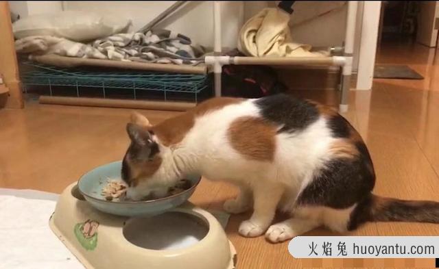 猫屎为什么那么臭(猫屎怎么会那么臭)