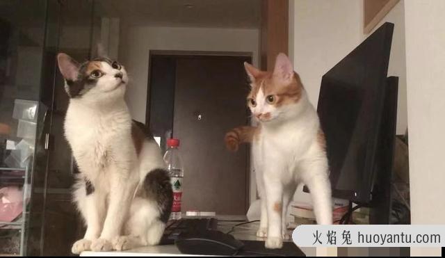 猫屎为什么那么臭(猫屎怎么会那么臭)