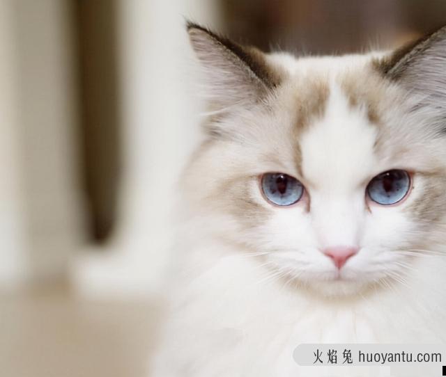 高地猫为啥养的人不多(高地猫为什么不能养)