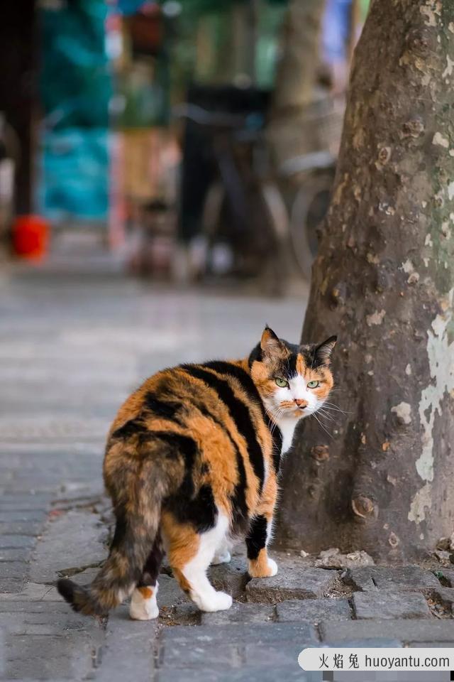 沙丘猫是几级保护动物(沙丘猫是保护动物吗)